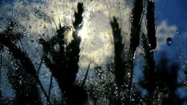 Rustieke weergave van tarwe spikes onder de regen druppeltjes in de avond in slo-mo — Stockvideo
