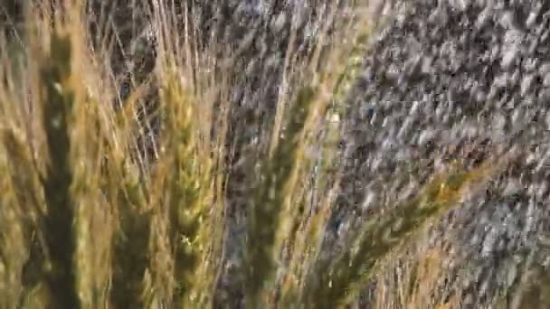 Fröhliche Tröpfchen Duschwasser gießen den reifen Weizen im Sommer in slo-mo — Stockvideo