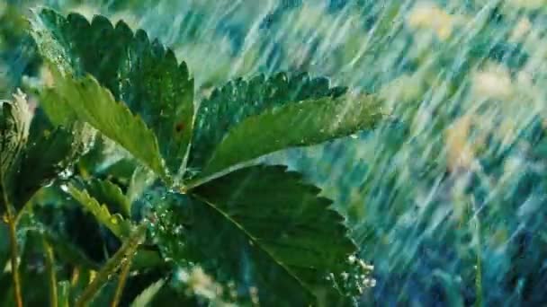 Las hojas de fresa bajo gotas de agua goteando en un jardín en verano en slo-mo — Vídeos de Stock