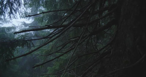 Gęste drzewa sosnowe i niebieskie kropki między nimi w Karpatach — Zdjęcie stockowe