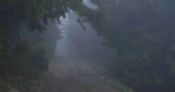 Prato di legno coperto di fitta nebbia nei Carpazi — Foto Stock