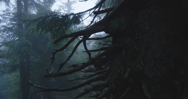 Pohon cemara yang padat dan titik biru di antara mereka di Carpathians Stok Lukisan  