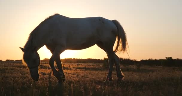 Splendid white horse grazing grass at a big lawn at sunset in summer — Stock Video