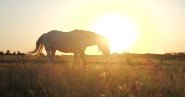 Beautiful white mare grazing grass at large meadow at sunset in summer in slo-mo — Stock Video