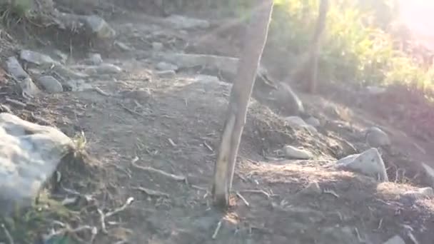 Des échasses de fer marchent sur le sol en montagne avec des rayons de soleil . — Video