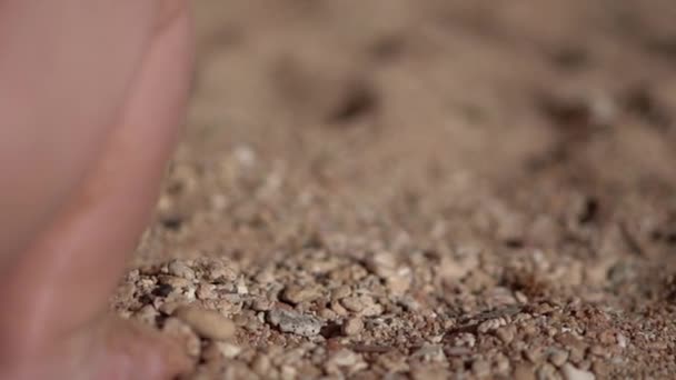 De hand van een klein kind met een schop giet zand in slow motion — Stockvideo