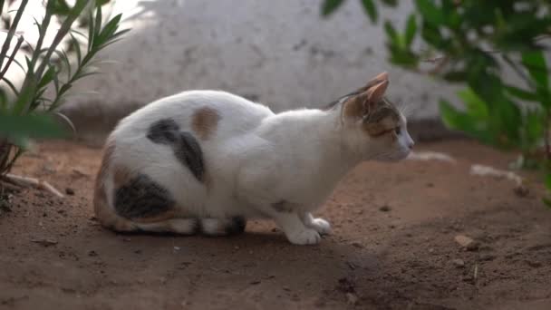 Branco gato manchado senta-se no chão sob os arbustos em câmera lenta — Vídeo de Stock