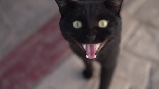 Een zwarte kat zegt Miauw dus zijn kaak is zichtbaar in slow motion — Stockvideo