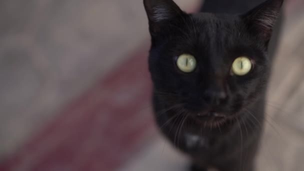 Muso di gatto nero quando dice miagolare da vicino al rallentatore — Video Stock