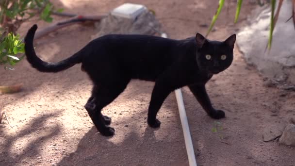 Glad gecoat zwarte kat zegt Miauw in slow motion — Stockvideo