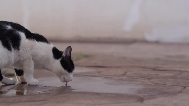 Gato blanco y negro bebe agua en la carretera en cámara lenta — Vídeos de Stock