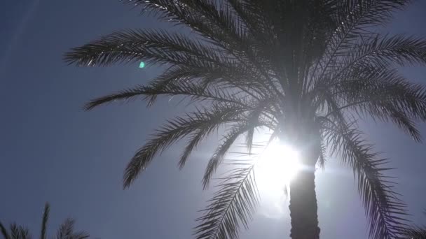 Napfényben a pálmafa tetején, lassítva — Stock videók