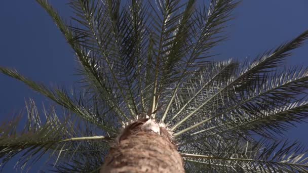 Palmiye ağacı, yavaş hareket altında alt görünüm — Stok video