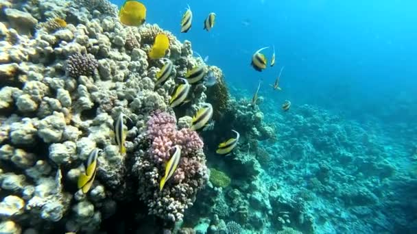4K αργή κίνηση-κοραλλιογενείς υφάλους με χρυσόψαρο κάτω από το νερό. — Αρχείο Βίντεο
