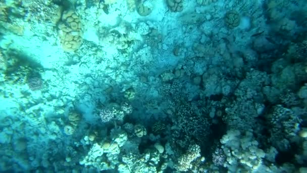 4k - beau cliché sous-marin avec des rayons de soleil à la surface de l'eau . — Video