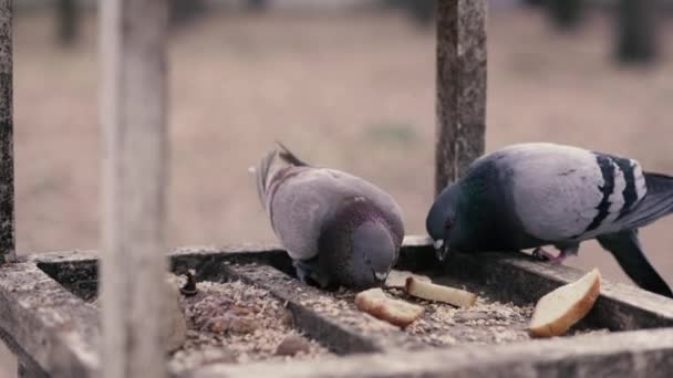 4k-güvercinler özel bir kuş besleyici içinde ekmek ve tahıl yemek. — Stok video