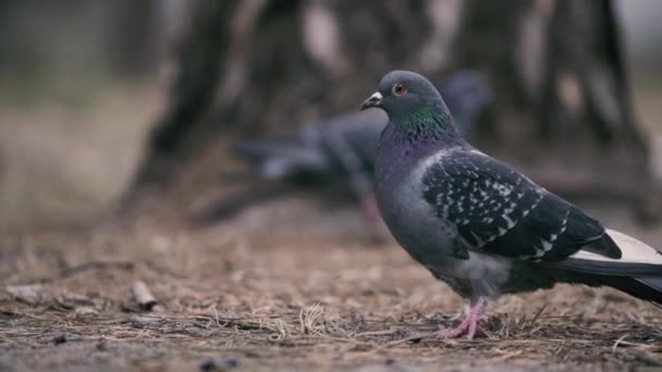 Close-up shot van de duiven die eten in slow motion. — Stockvideo