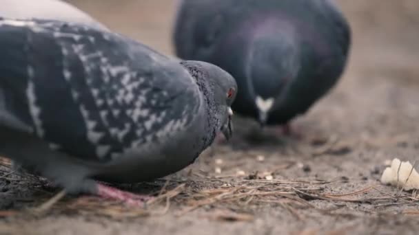 Close-up shot van de duiven die eten in slow motion. — Stockvideo