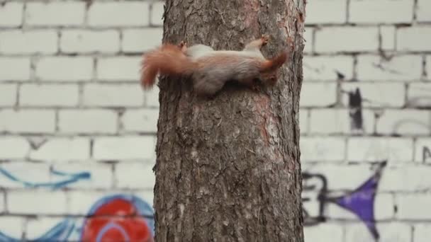 Erstaunliche und niedliche Eichhörnchen, das in Zeitlupe auf die Kiefer klettert. — Stockvideo