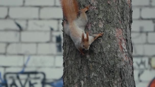 Écureuil étonnant et mignon qui grimpe sur le pin au ralenti . — Video