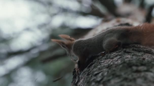 Shot from down to up of squirrel that climbing in slow motion. — Stock Video