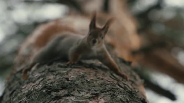 Amazing shot from down to up of red squirrel that climbing in slow motion. — Stock Video