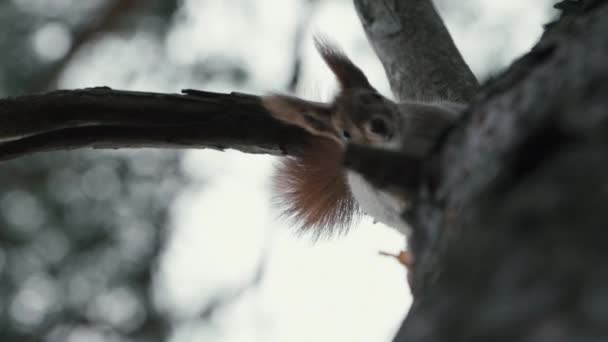 Amazing shot from down to up of red squirrel that climbing in slow motion. — Stock Video