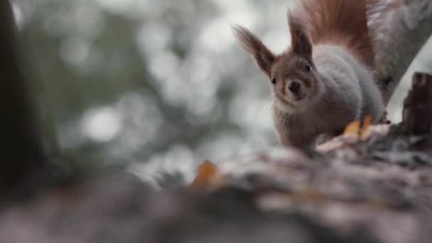 Úžasný záběr z rudé veverky, která šplhá v pomalém pohybu. — Stock video