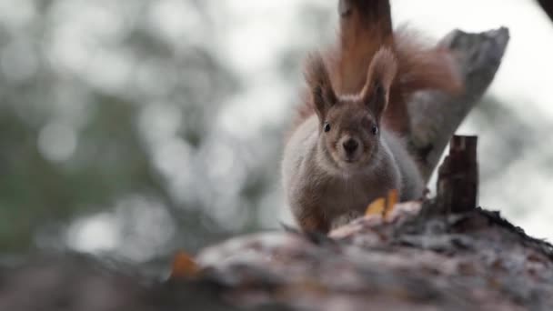 Red Squirrel climbing on the tree upside down in slow motion. — Stock Video