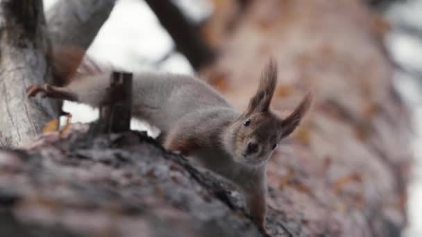 Écureuil grimpant sur l'arbre à l'envers au ralenti . — Video