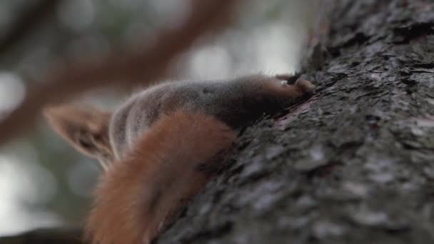 Esquilo subindo na árvore de cabeça para baixo em câmera lenta . — Vídeo de Stock