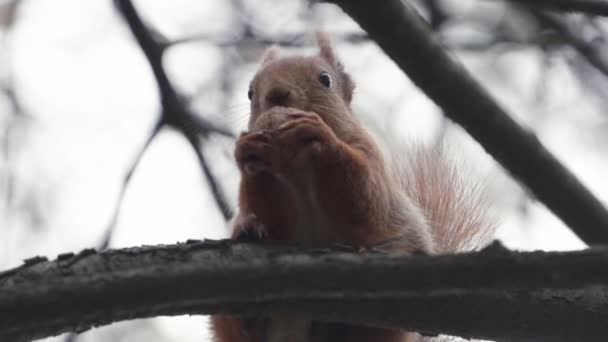 Cámara lenta - ardilla roja comiendo en cámara lenta y sentada en la rama . — Vídeo de stock