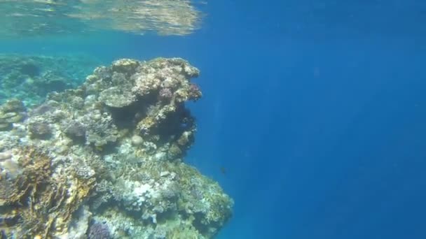 4k câmera lenta - mergulho incrível no mar com belo recife de coral . — Vídeo de Stock