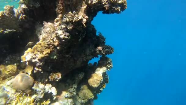 4k câmera lenta - mergulho incrível no mar com belo recife de coral . — Vídeo de Stock