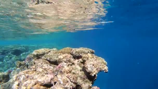 4k повільний рух дивовижне занурення в море з красивим кораловим рифом . — стокове відео