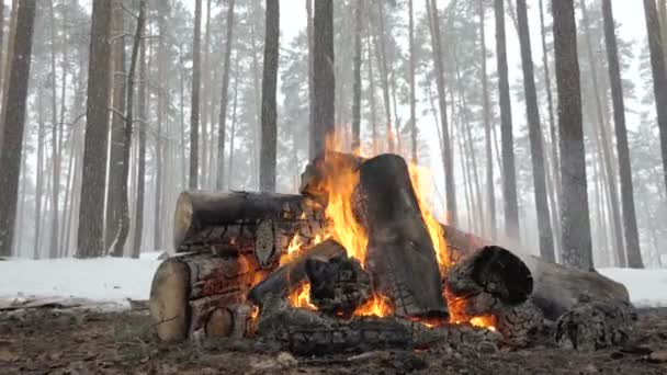 Fuego salvaje del campamento de troncos grandes en el bosque de invierno bajo la nieve que cae — Vídeos de Stock