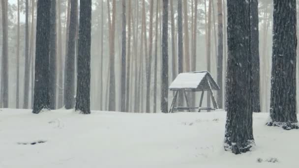 Błyszczące opady śniegu w drewnie iglastych z podajnikiem ptaków zimą — Wideo stockowe
