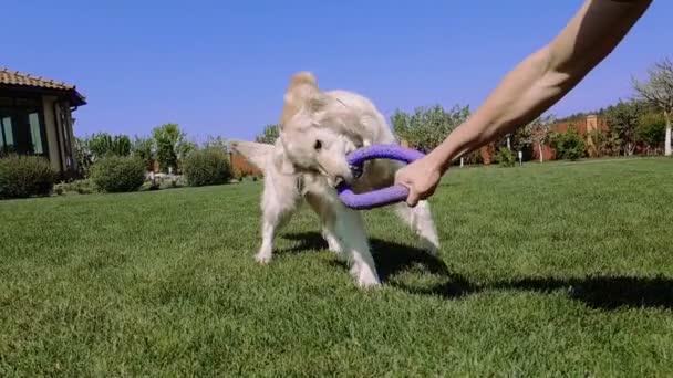 Netter weißer Hund, der einen kleinen runden Reifen hält und mit einem Mann im Slo-mo spielt — Stockvideo