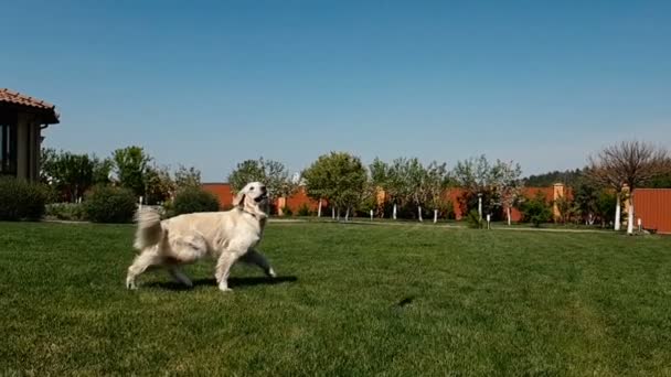 白い犬がジャンプし、スローモーションで夏の芝生の上にラウンドバイオレットフープをキャッチ — ストック動画