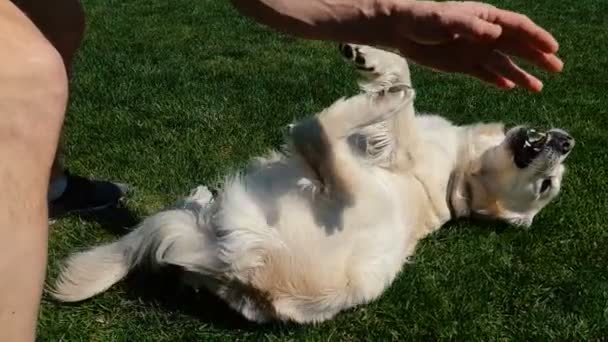 Белая собака, лежащая на спине и катающаяся по зеленой лужайке летом в сло-мо — стоковое видео