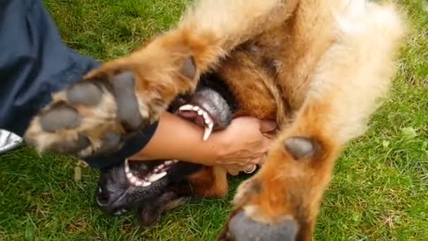 Duitse herdershond liggend op zijn rug en spelen met een man op gazon in slo-mo — Stockvideo