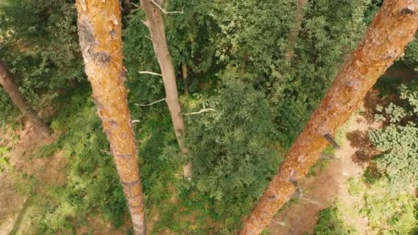 Foto aérea de un pino y un frondoso bosque en un día soleado en verano — Vídeos de Stock