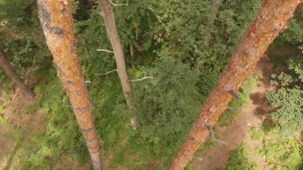 Lotnicze strzał z drewna sosnowego i liściastych w słoneczny dzień w lecie w 4K — Wideo stockowe