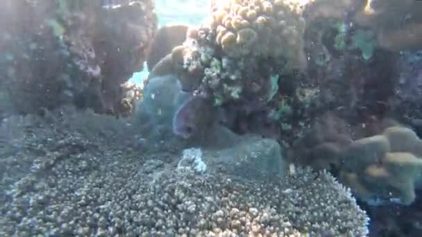 Wasseroberfläche im Roten Meer. — Stockvideo