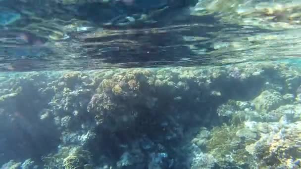 4k lassított-elképesztő lövés a víz alatti tenger a Vörös tenger. — Stock videók