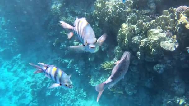 4k - recife de coral subaquático com belos peixes  . — Vídeo de Stock