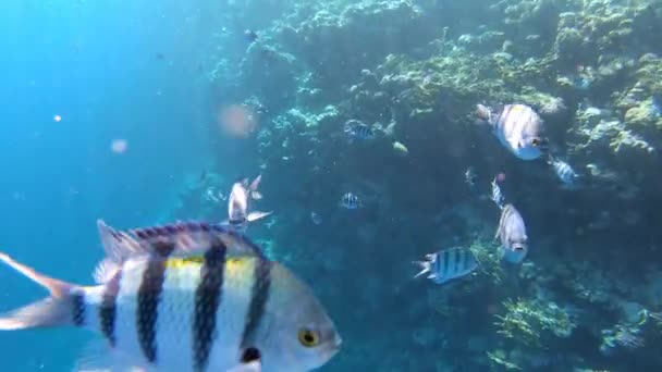 4k - recife de coral subaquático com belos peixes  . — Vídeo de Stock