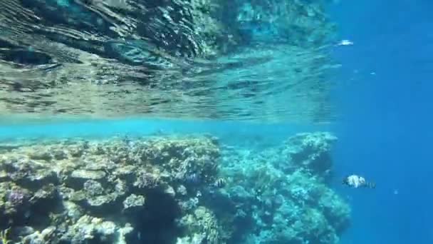 4k câmera lenta - incrível tiro do mar subaquático no mar vermelho . — Vídeo de Stock