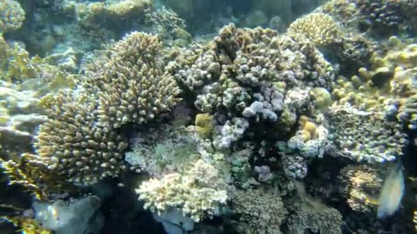 4K-όμορφο κοραλλιογενή ύφαλο στην Ερυθρά θάλασσα με πολλά καταπληκτικά ψάρια. — Αρχείο Βίντεο