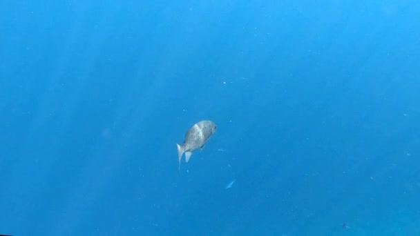 Fish swims in the blue ocean. — Stock Video